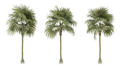 cryosophila warscewiczii palm tree on transparent background, png plant, 3d render illustration.