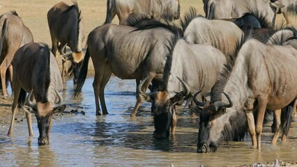 Sticker - Herd of blue wildebeest (Connochaetes taurinus) drinking water, Kalahari desert, South Africa