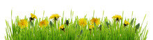 Green Grass And Yellow Flowers Of Dandelion Isolated On White Or Transparent Background