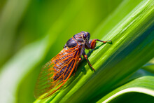 Closeup Huge Cicada Sit On The Corn Leaf