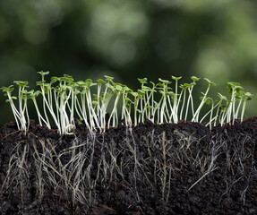 Canvas Print - Growing plant with underground root visible in soil