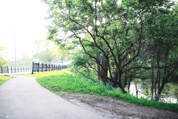 Spring nature background. Forest landscape. Green trees and grass on a spring morning.