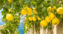 Lemons Growing In A Sunny Garden On Amalfi Coast In Italy.