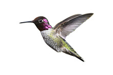 Hummingbird Png Image _ Hummingbird In Isolated White Background 