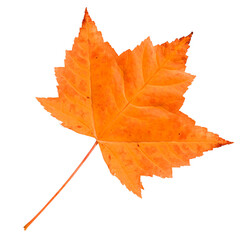 Canvas Print - Red maple leaf isolated on transparent background.