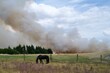 horse in a field in fire near a forest