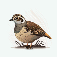 Wall Mural - vector cute quail cartoon style