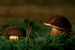 Mushroom in the moss. Forest litter. 
