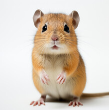 Cute Little Gerbil On White Background