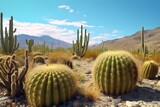 cactus plant in the desert