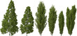 mediterranean cypress tree hq arch viz cutout 3d render plant
