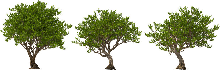 Wall Mural - argan tree trees hq arch viz cutout 3d render plant