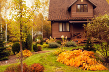 Old Rustic Country House And Autumn Garden View. Bright Hosta Leaves, Brown Wooden Lodge, Natural Style.