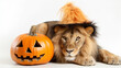 A adorable lion wearing a Halloween hat lying next to a Halloween pumpkin