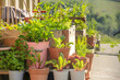 © Mario - Flower pots and raised bed with many green flowers and plants on a sunny summer day on a backyard terrace.