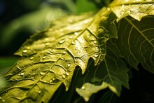 Photograph Of Sunflower Leaf Natural Light, Generative AI