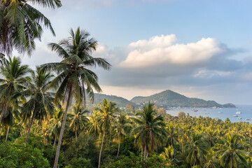 Poster - Tropical palm grove. Koh Tao Island. Sea view from a height. Scenic beautiful landscape with coconut palms trees in Thailand