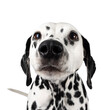 Head shot of nosey and curious Dalmation dog. Isolated on a white background.