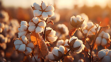 Close Up Ripe Cotton With White Fiber Grow On Plantation. Generative Ai