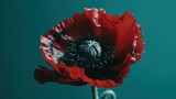 Fototapeta Kwiaty - Mesmerizing red poppy flower on turquoise background. Generative AI