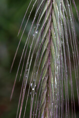 Wall Mural - ears of wheat in rain drops closeup