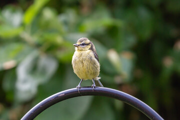 A young blue tit perched in a Sussex garden in summertime, with a shallow depth of field