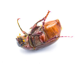 Wall Mural - Brown June beetle bug insect - Diplotaxis punctatorugosa - a scarab found in Florida, isolated on white background bottom ventral view