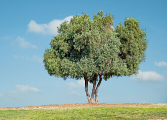 Wall Mural - Olive tree