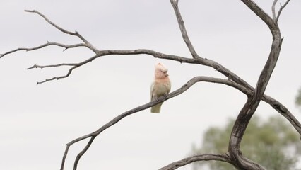 Wall Mural - a slow motion shot of a major mitchell's cockatoo resting in a dead tree at western queensland, australia