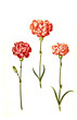 Landnelke oder Edel-Nelke, Dianthus caryophyllus, in kultivierter Form meist Gartennelke,