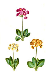 Poster - Bastard-Aurikel Primula × pubescens, Syn. Primula × hortensis Wettst., gehört zur Gattung der Primeln