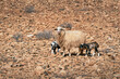 Schaf (Ovis) mit zwei Lämmern in der steinigen Landschaft von Fuerteventura, Kanarische Inseln
