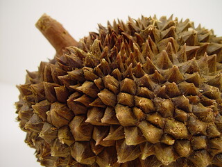 Jackfruit, texture on white background