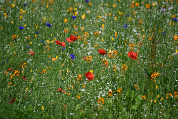 Wall Mural - a beautiful and colorful wildflower patch in a yard in windsor in upstate ny.. just flowers, color, 