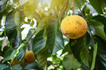 Santol or Sentul fruit (Sandoricum koetjape) on tree in the organic farm garden with morning sunlight with nature background.