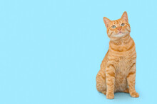 Cute Ginger Cat On Blue Background