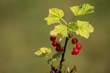 Canvas Print - Red currant fruits with light green leaves.