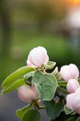 Poster - beautiful flowering quince pear in spring