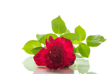 Poster - one branch of a red blooming rose, on a white background.