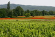 Les vignes en Ardèche dans le Vivarais en France
