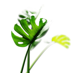 Poster - leaves on monstera isolated on white background. selective focus. 3d render.