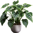 Plant in a pot, caladium in a white pot, plant in a vase, isolated