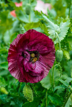 Dark Purple Poppy Flower Bloom Among A Flower Bed Of Additional Poppies. Honey Bee On The Bloom.