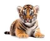 Fototapeta  - young tiger cub, isolated background. Generative Ai