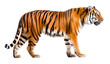 Tiger, side profile view, isolated background. Generative Ai