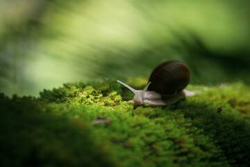 Wall Mural - Snail crawling on the green moss in the forest. Shallow depth of field.