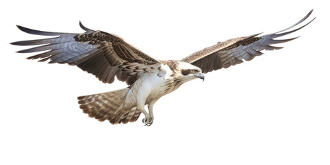 Wall Mural - an Osprey, Pandion haliaetus. in flight in various positions, raptor, Nature-themed, photorealistic illustrations in a PNG, cutout, and isolated. Generative AI