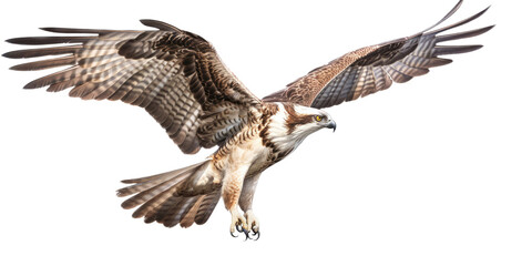 Wall Mural - an Osprey, Pandion haliaetus. in flight in various positions, raptor, Nature-themed, photorealistic illustrations in a PNG, cutout, and isolated. Generative AI