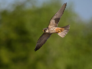 Sticker - Eurasian hobby (Falco subbuteo)