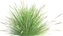 Top View Of Wild Grass